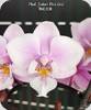 Phal. Jiahos Pink Girl